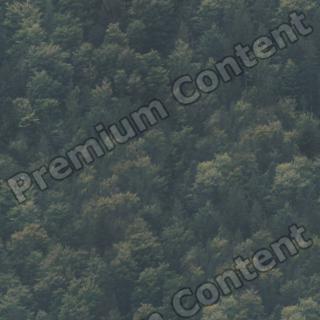 photo texture of forest seamless 0003